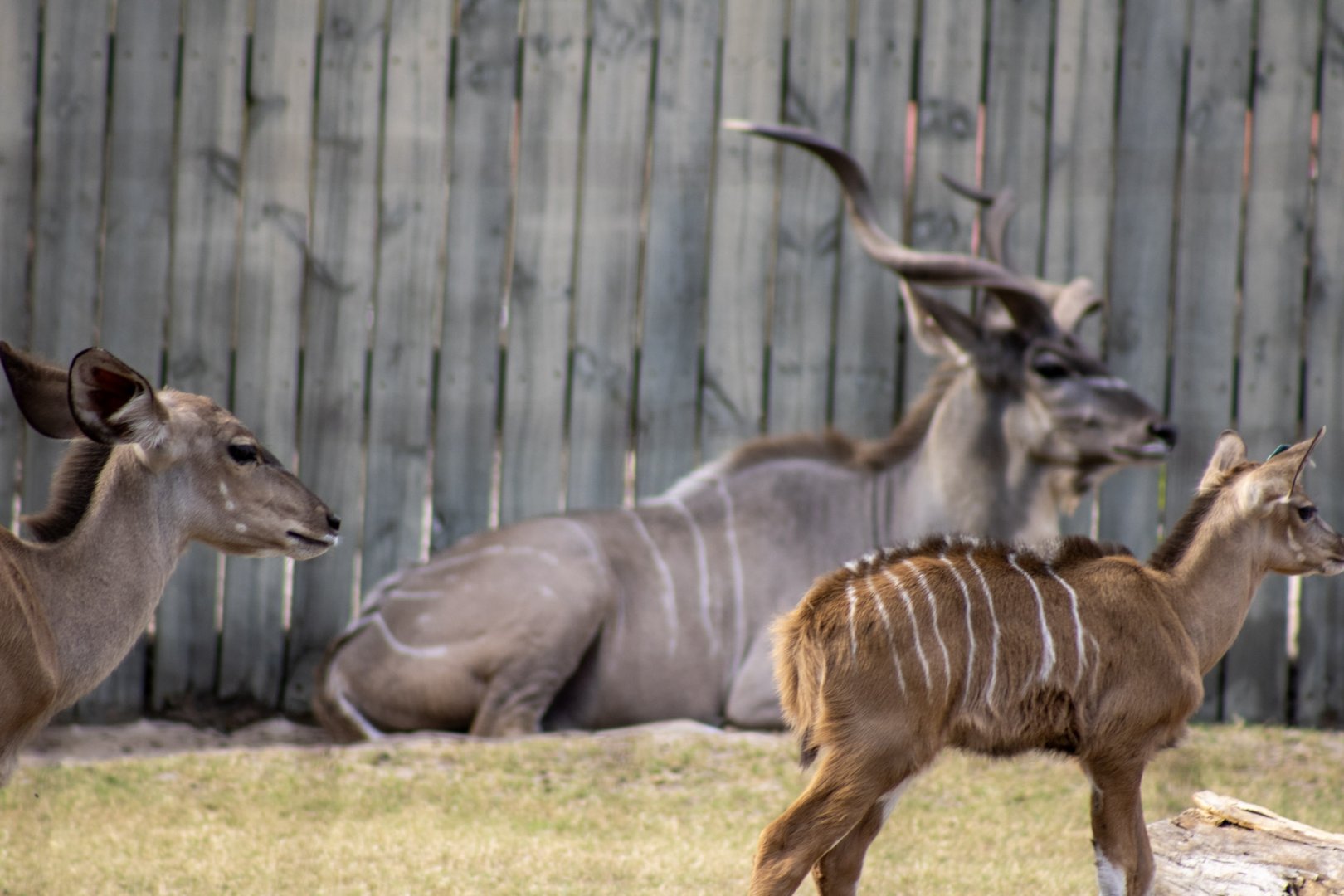 Greater Kudu Family