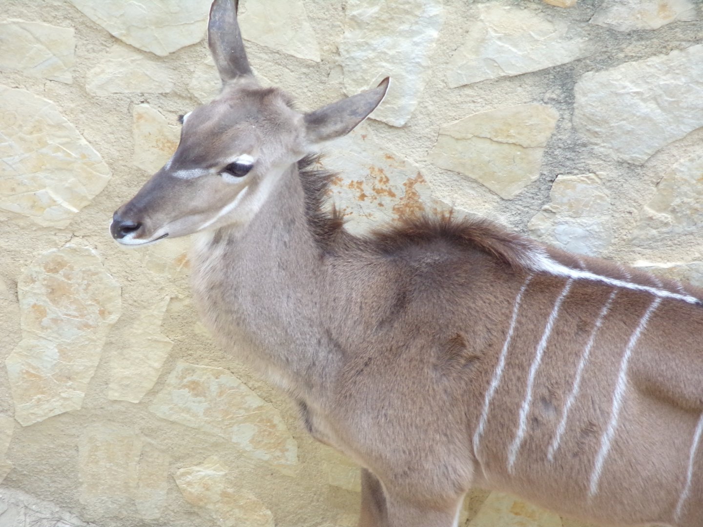 Greater Kudu female close-up - Réserve Africaine de Sigean (2024)