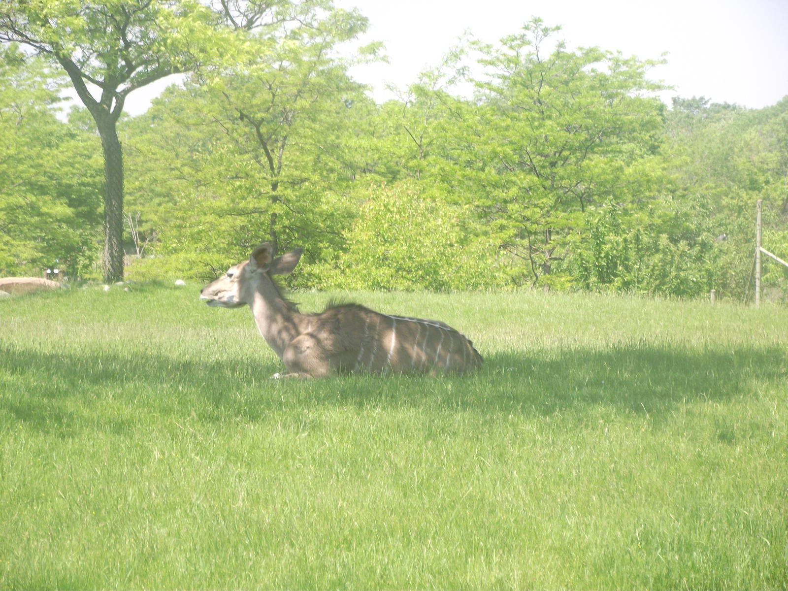 Greater Kudu Female