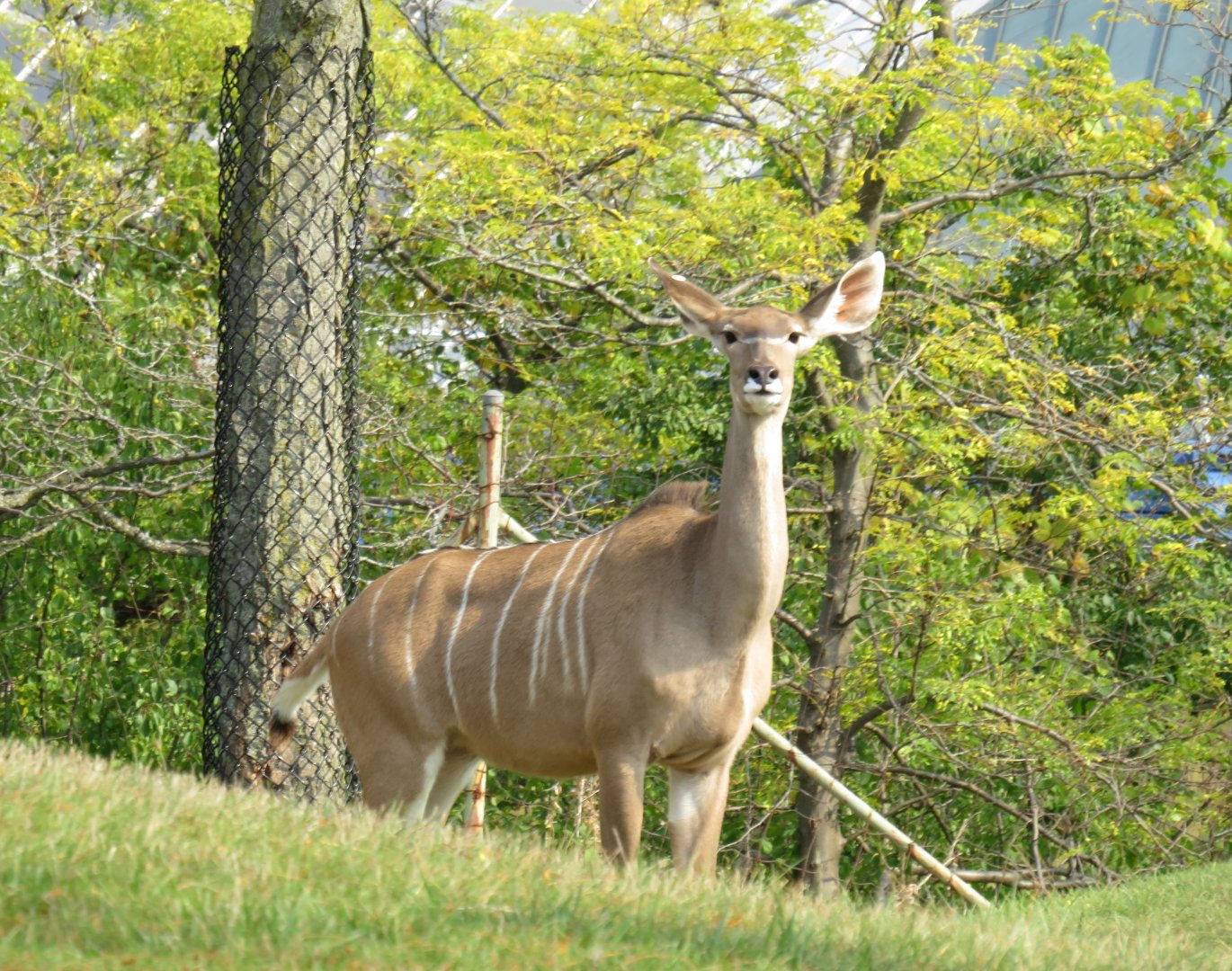 Greater kudu female