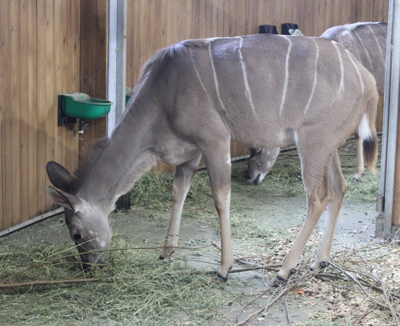 Greater kudu - female