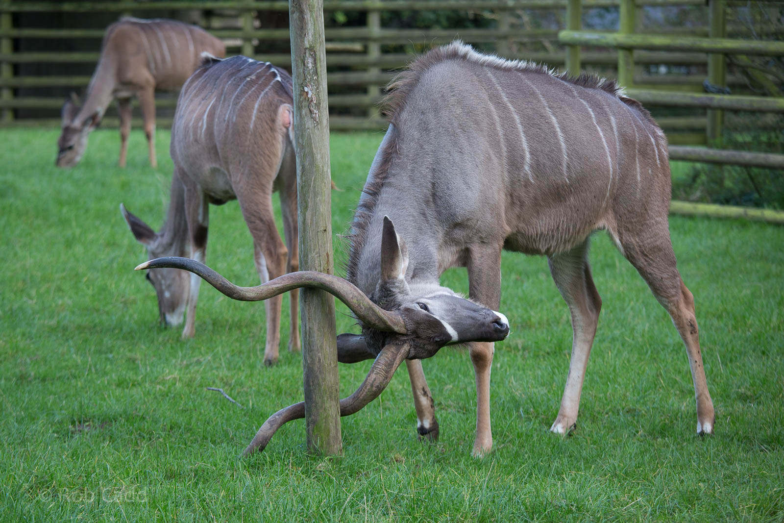 Greater kudu : Howletts : 16 Oct 2014