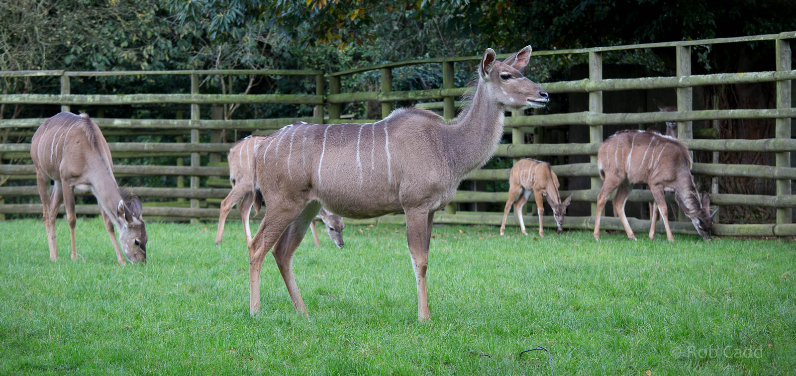 Greater kudu : Howletts : 16 Oct 2014