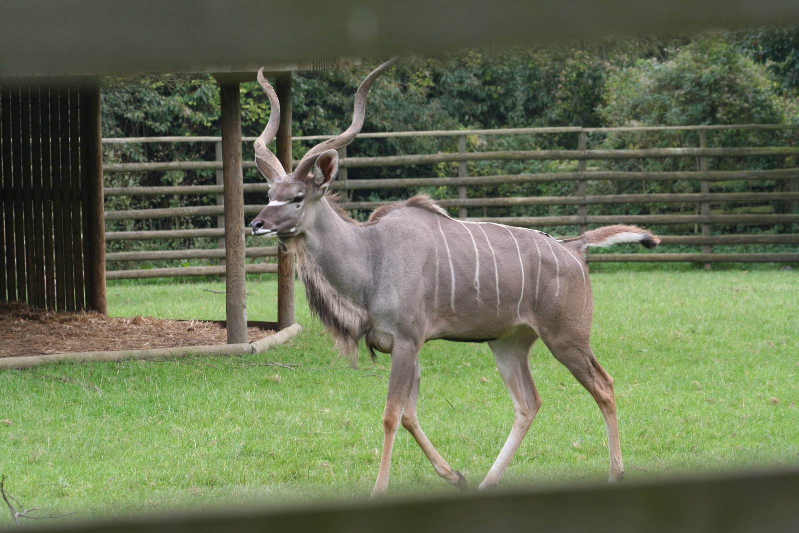 Greater Kudu @ Howletts 17.10.06