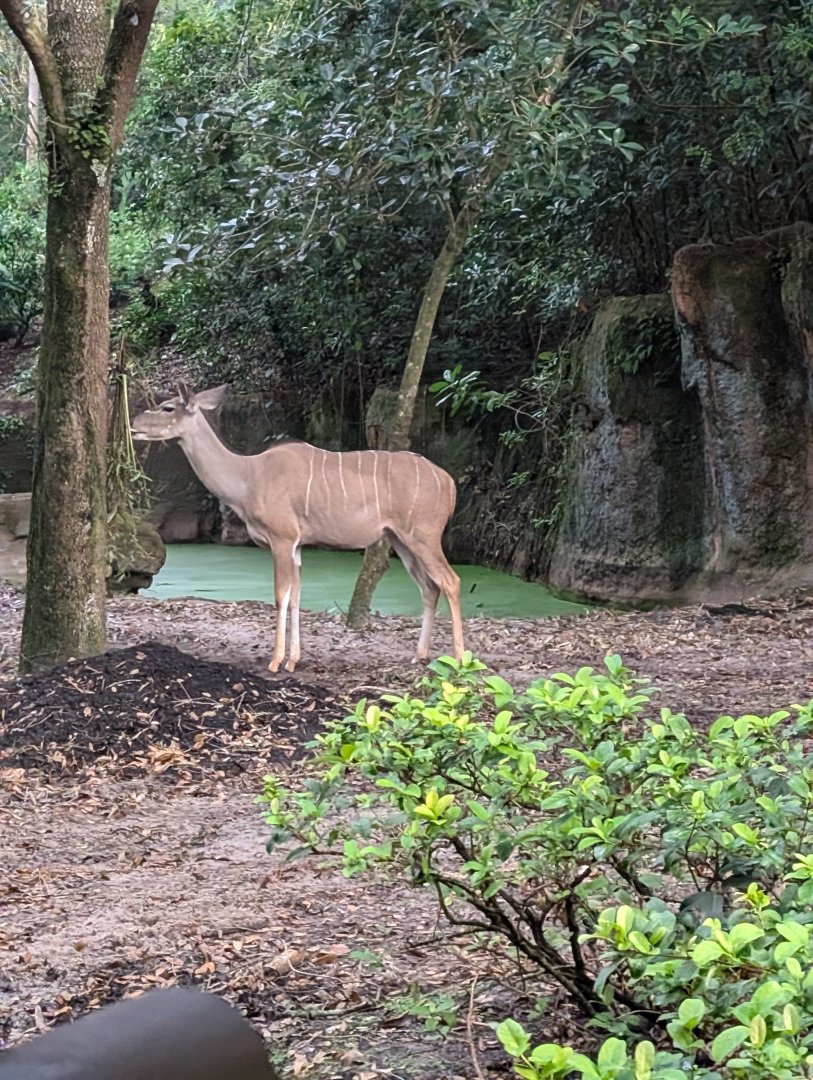 Greater Kudu - Kilimanjaro Safari
