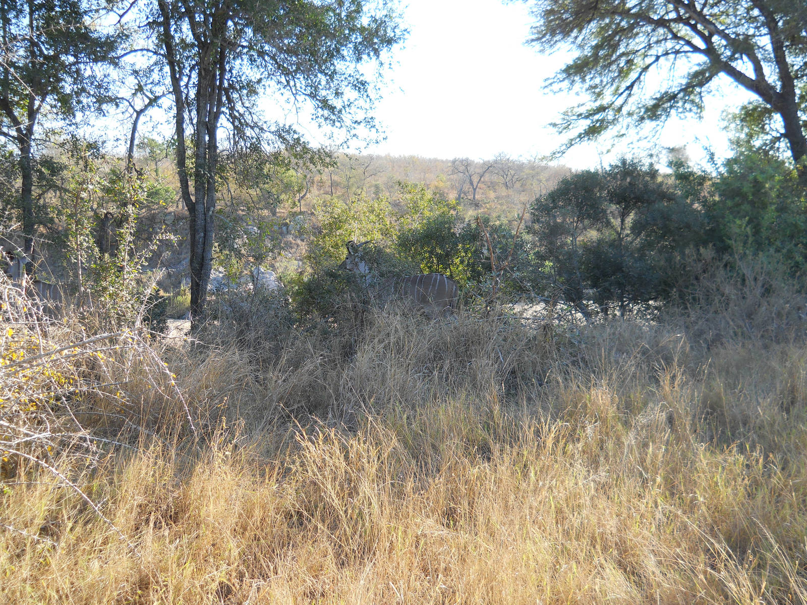 Greater kudu, Kruger National Park, July 2012