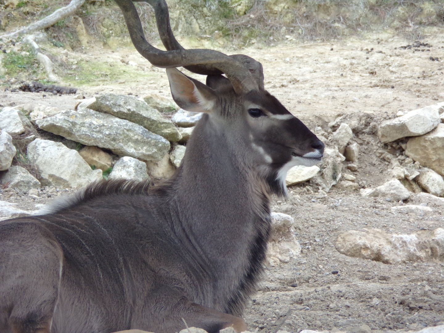 Greater Kudu male - Réserve Africaine de Sigean (2024)