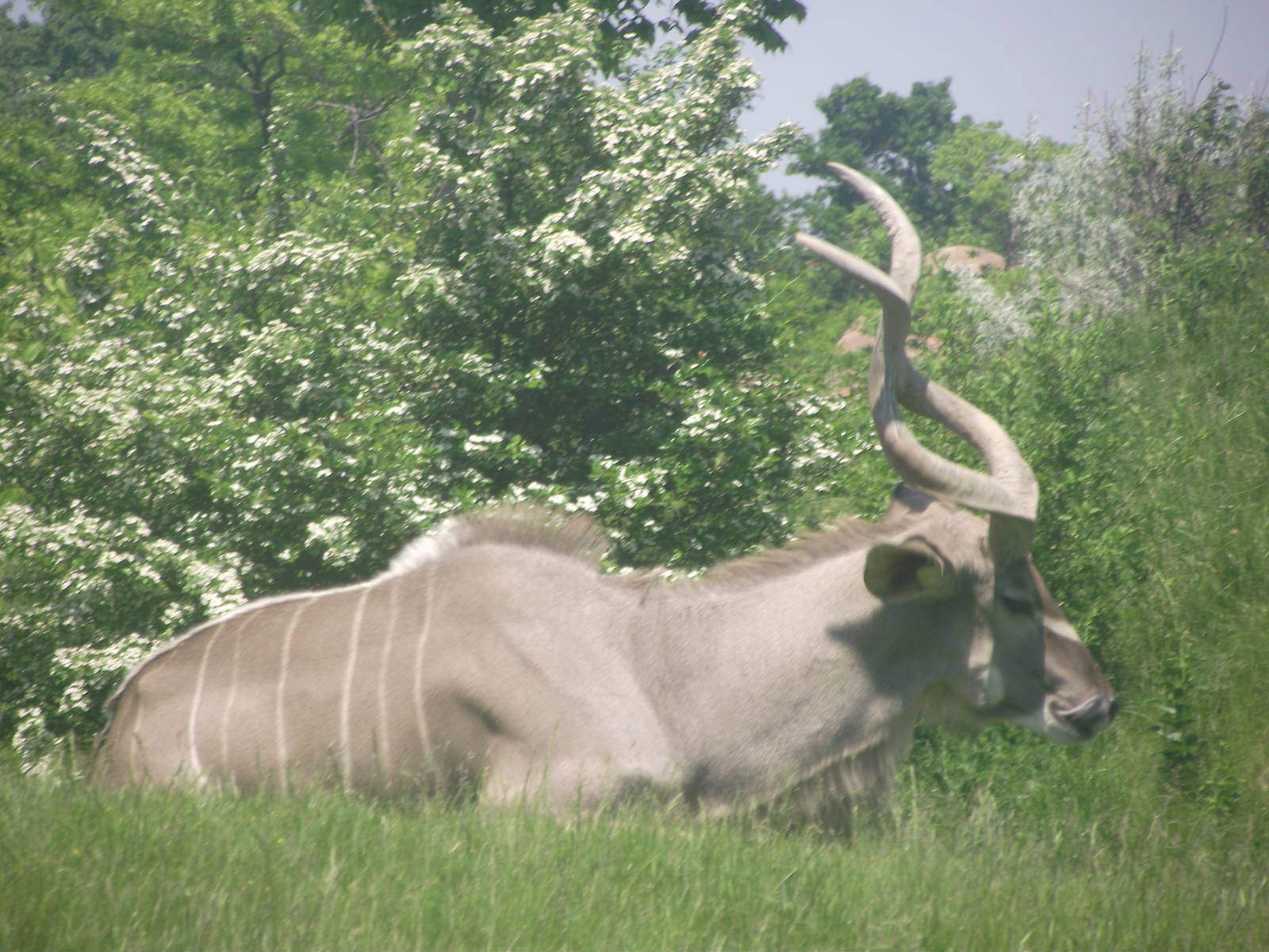 Greater Kudu Male
