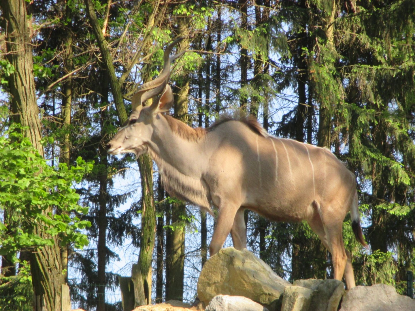 Greater kudu, male