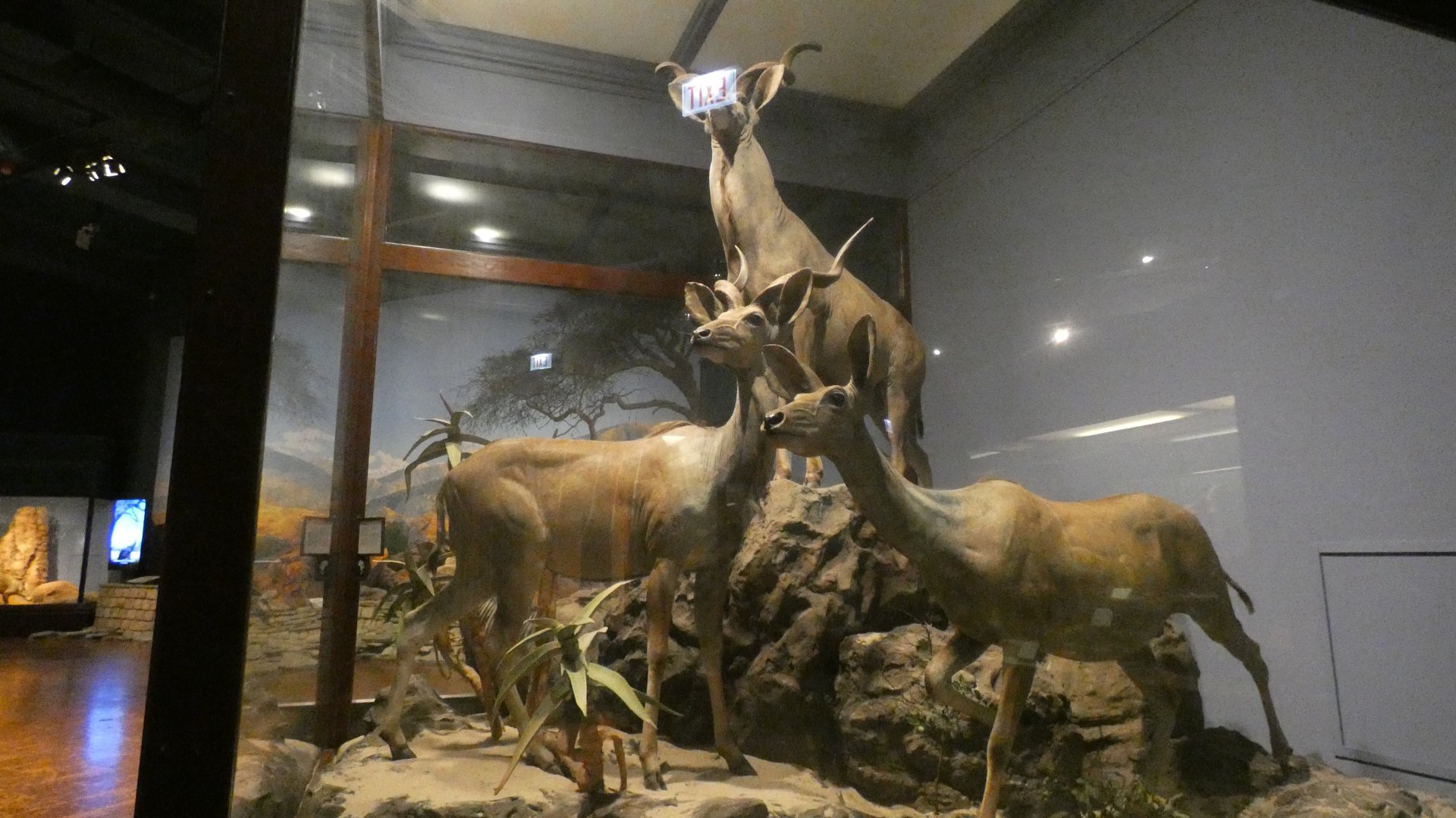 Greater Kudu, Mammals of Africa - Feb. 2022