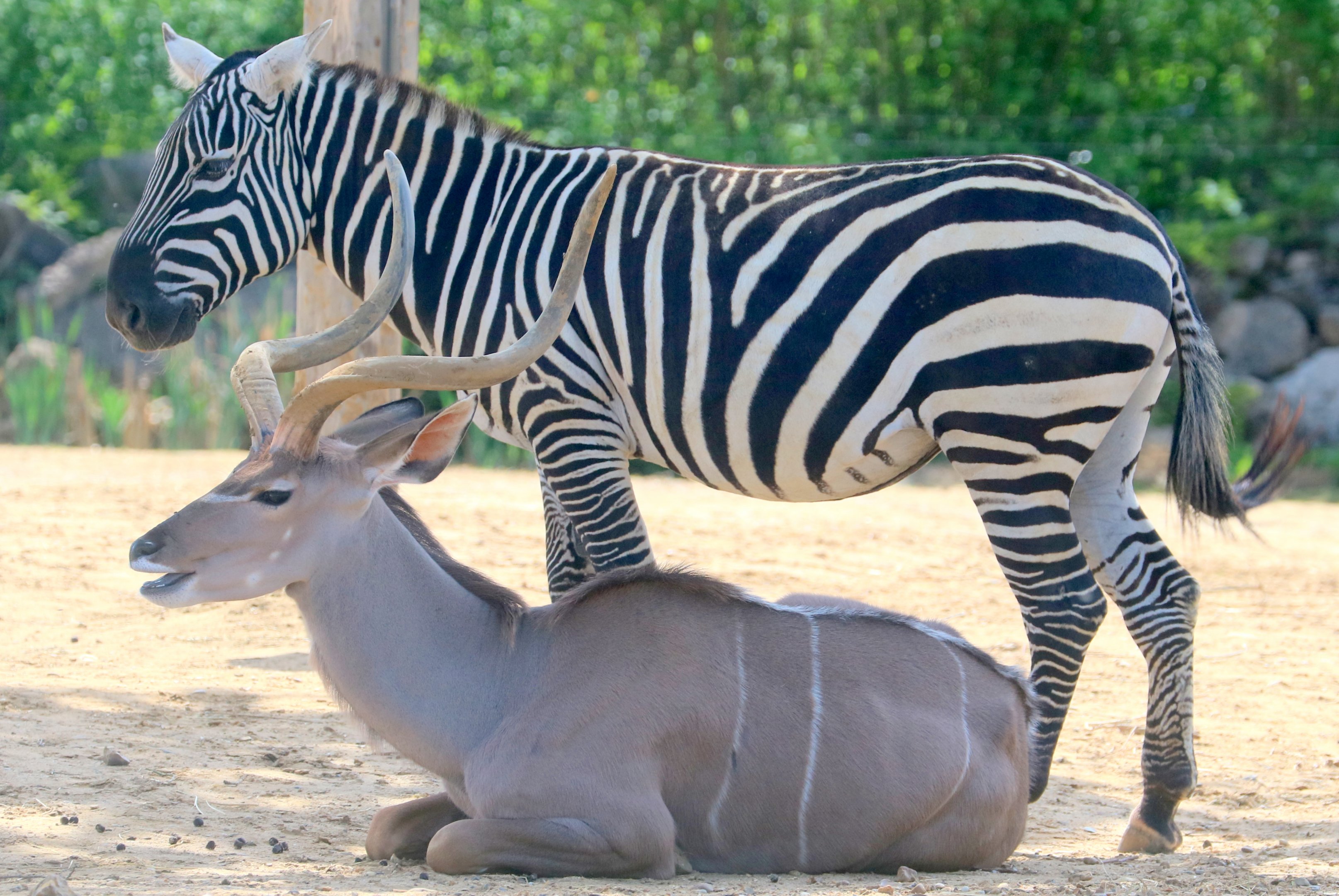 Greater kudu & maneless zebra; Colchester; 6th May 2022