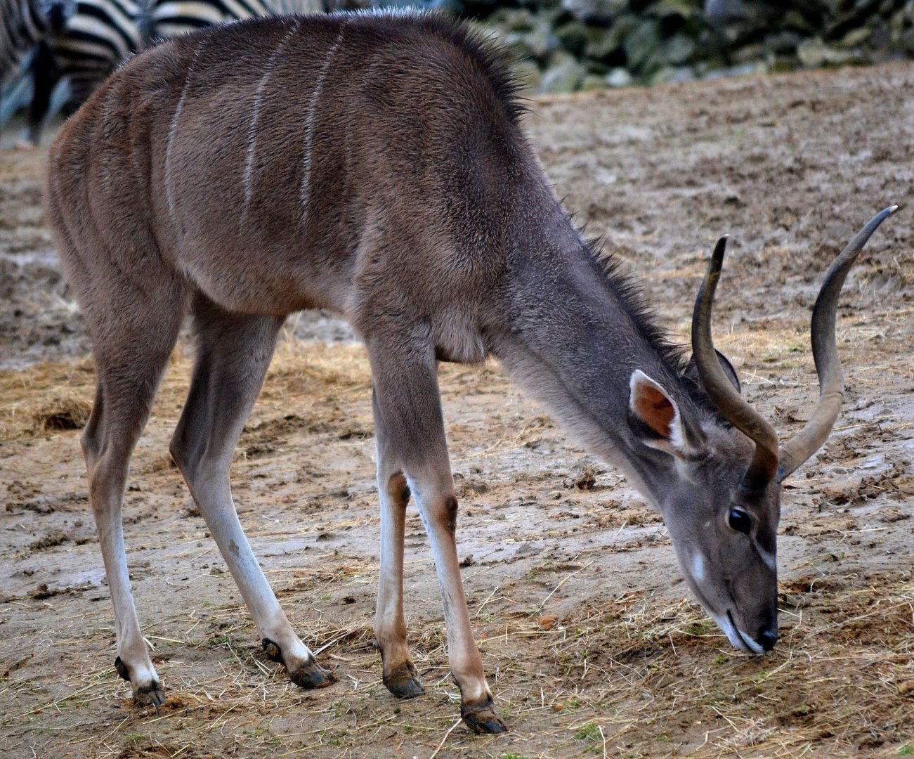 Greater Kudu - March 2017