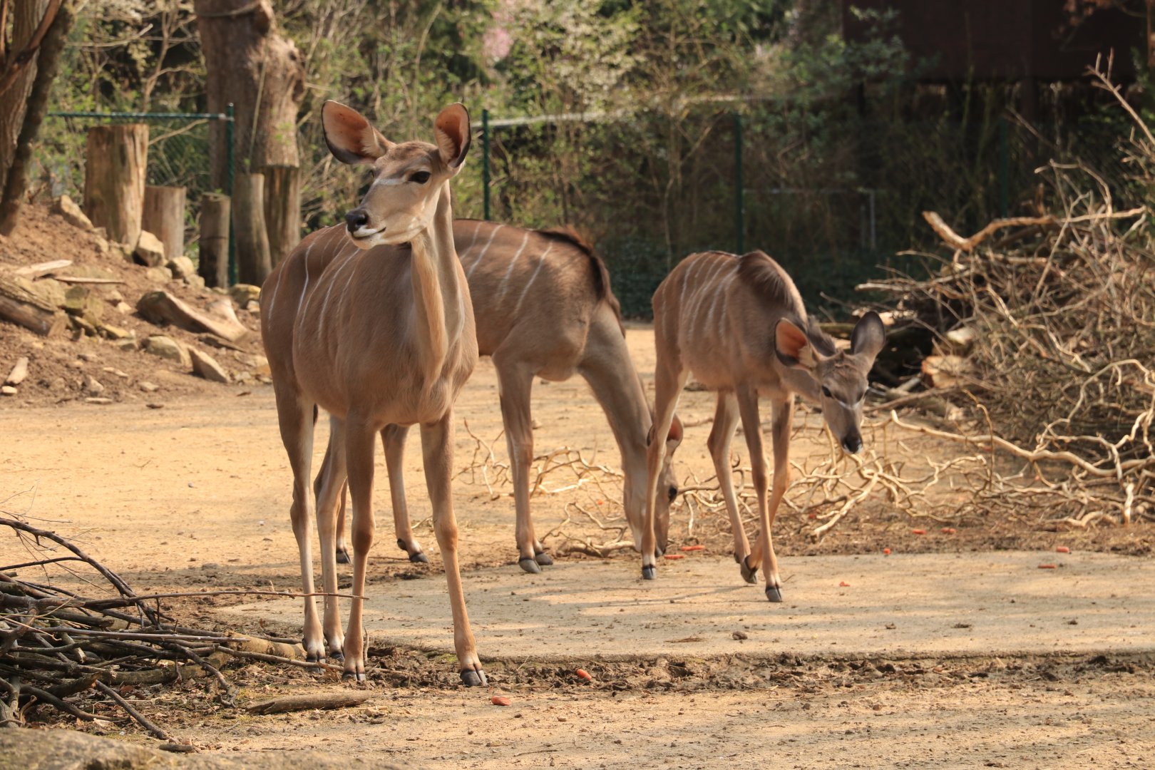 Greater Kudu (March 2019)