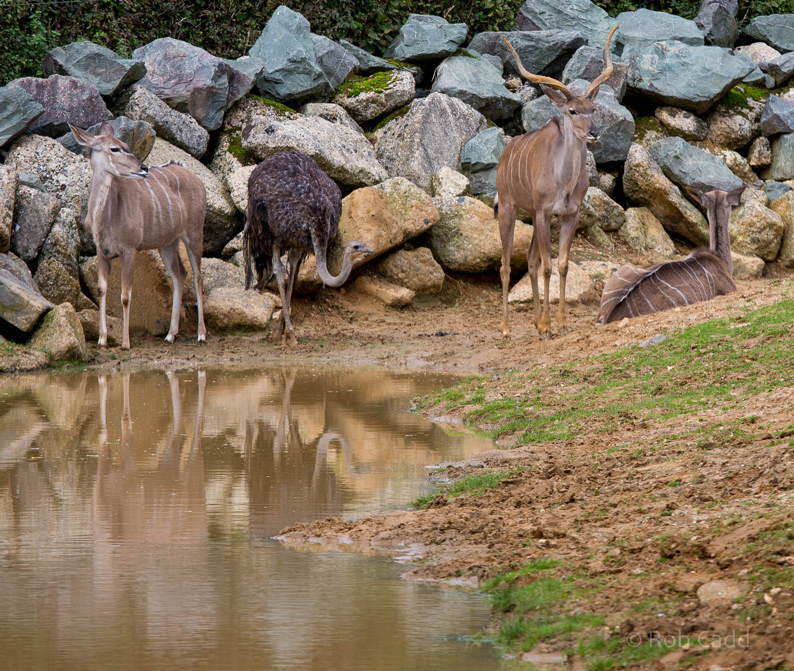 Greater kudu & ostrich : Colchester : 18 Oct 2014