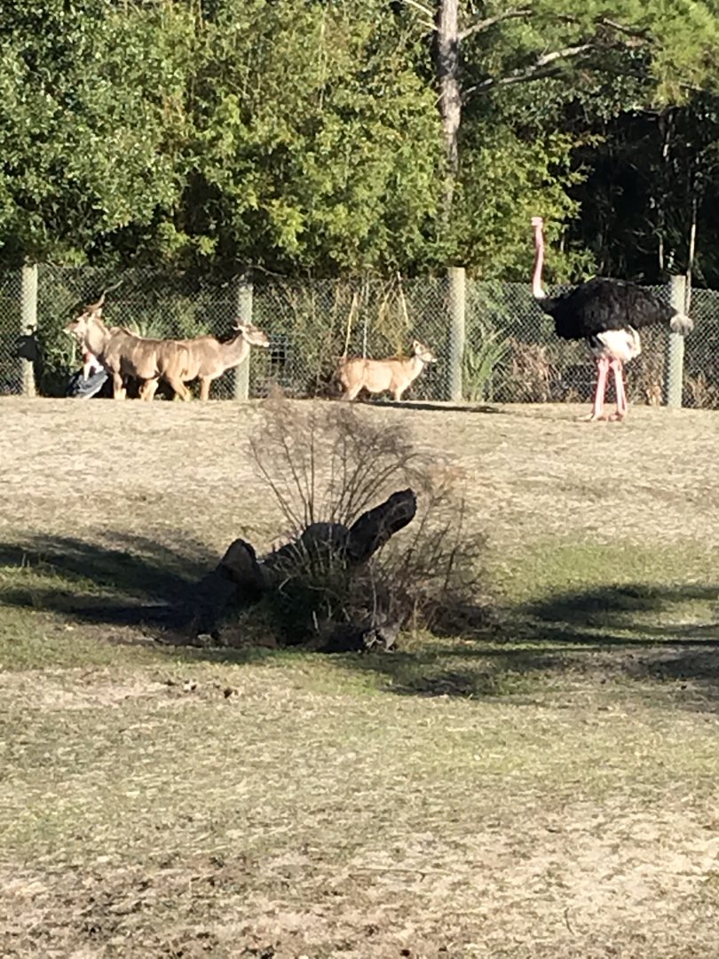 Greater kudu & ostrich