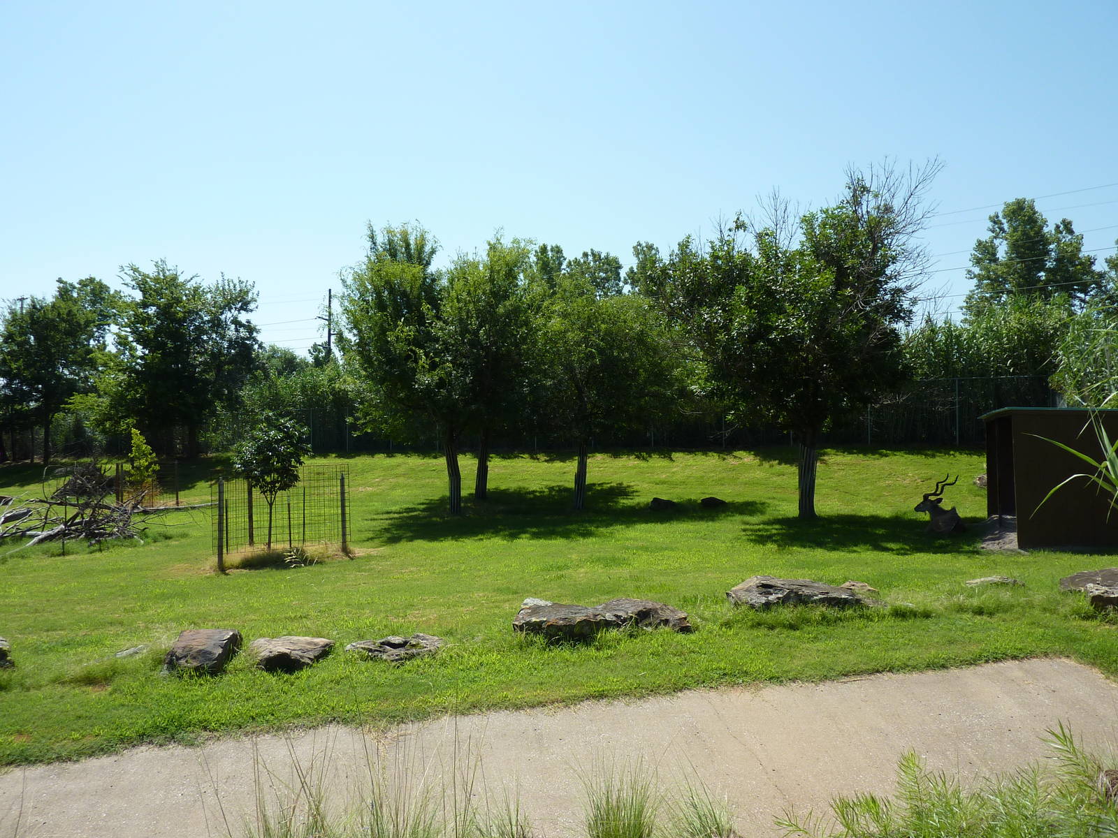 Greater Kudu Paddock