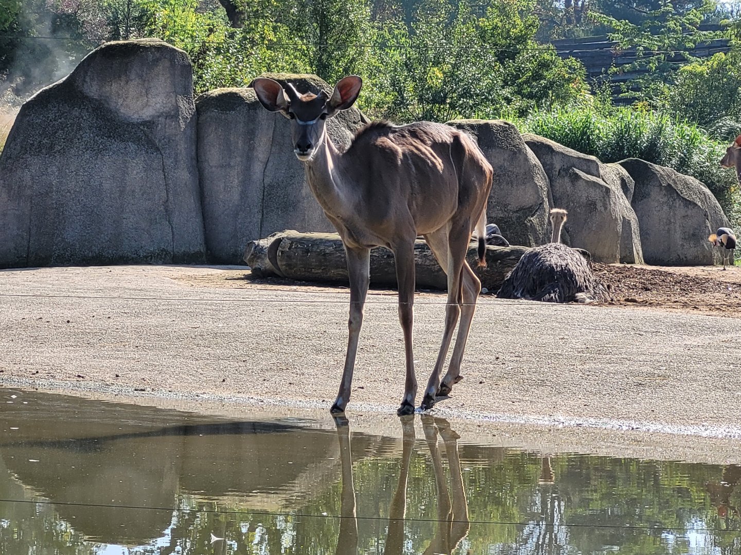 Greater kudu -Parc Zoologique de Paris (2022)