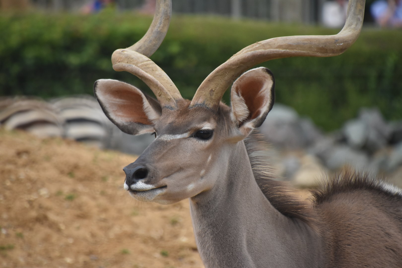 Greater kudu portrait
