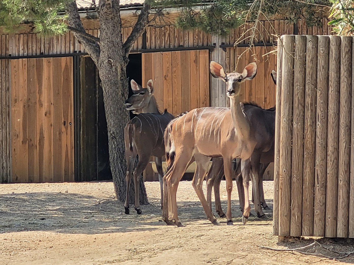 Greater kudu -Réserve Africaine de Sigean (2022)
