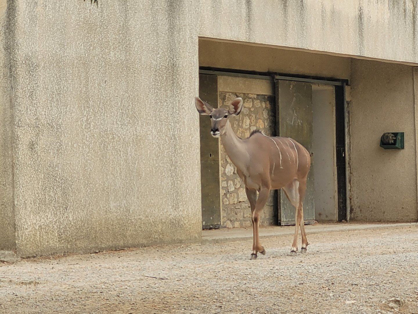 Greater kudu -Réserve Africaine de Sigean (2022)