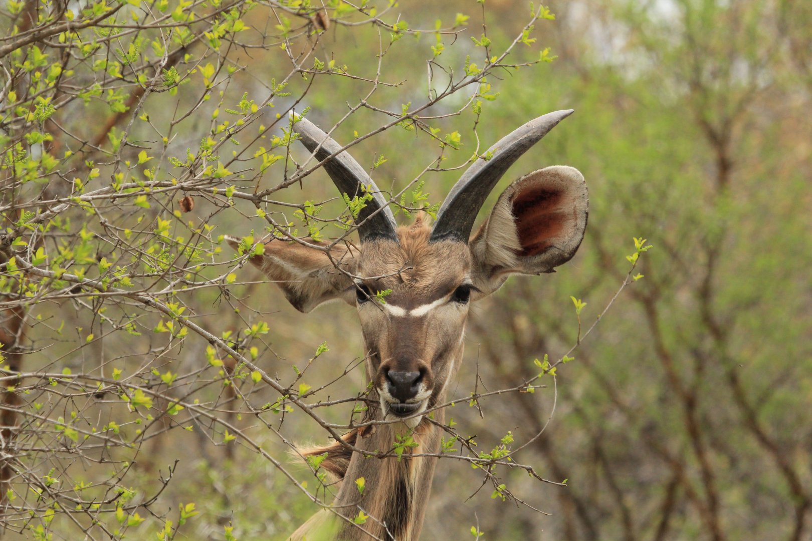Greater Kudu (September 2012)