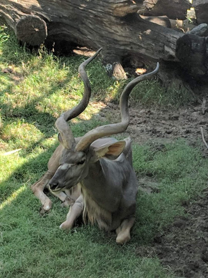 Greater kudu (Strepsiceros sp.)