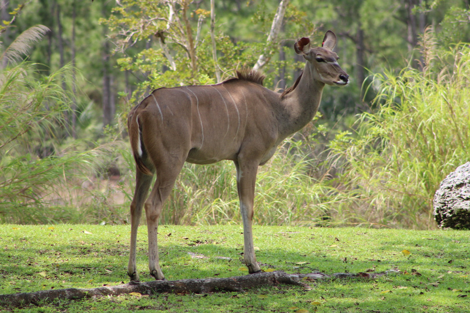 Greater Kudu (Tragelaphis strepsiceros)