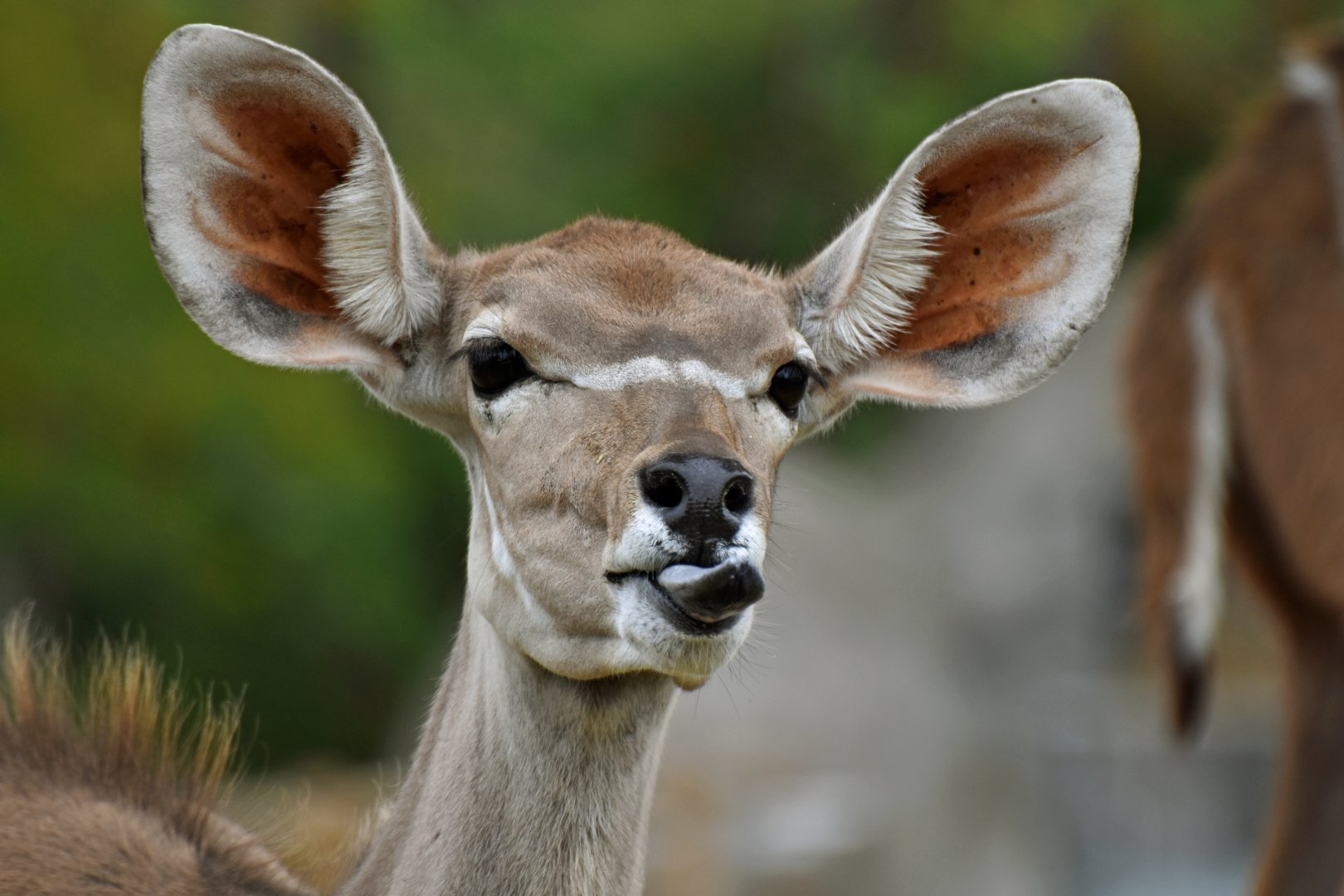 Greater kudu (Tragelaphus strepciceros)