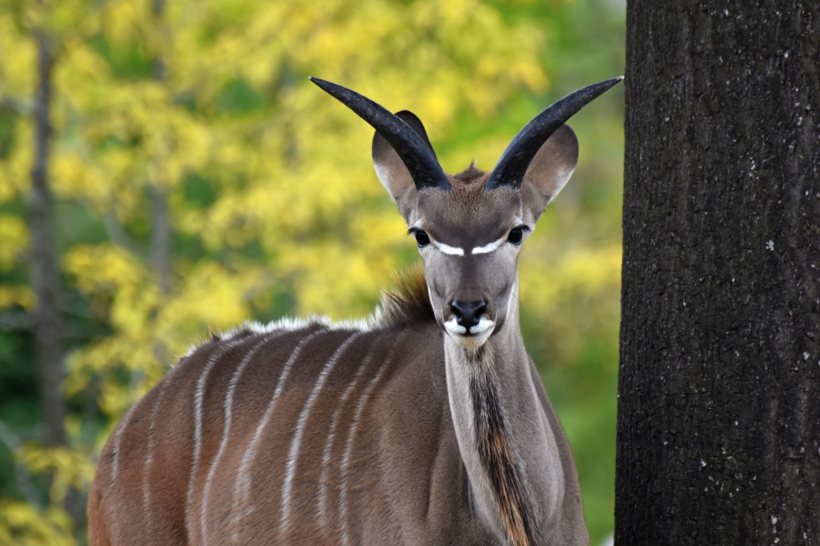 Greater kudu (Tragelaphus strepciceros)