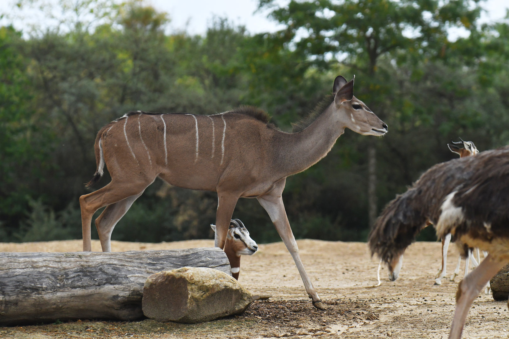 Greater kudu (Tragelaphus strepciceros)