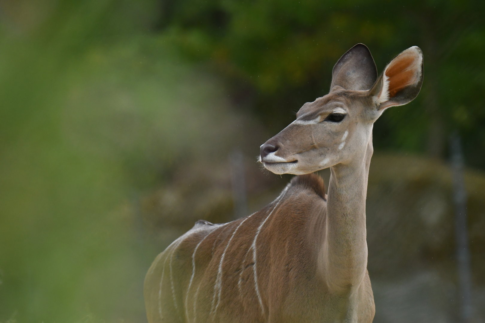 Greater kudu (Tragelaphus strepciceros)
