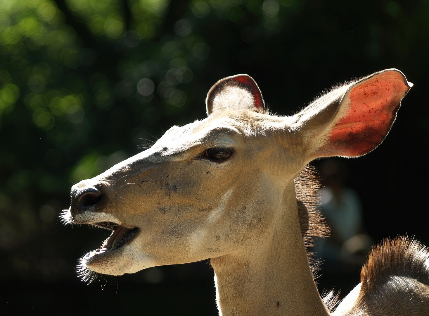 Greater kudu (Tragelaphus strepsiceros), 2008-08-06