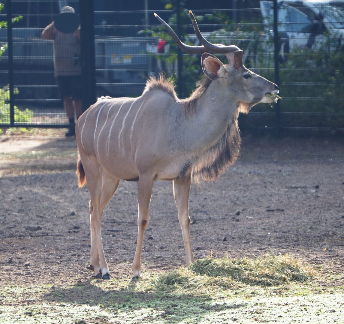 Greater kudu (Tragelaphus strepsiceros), 2019-09-15