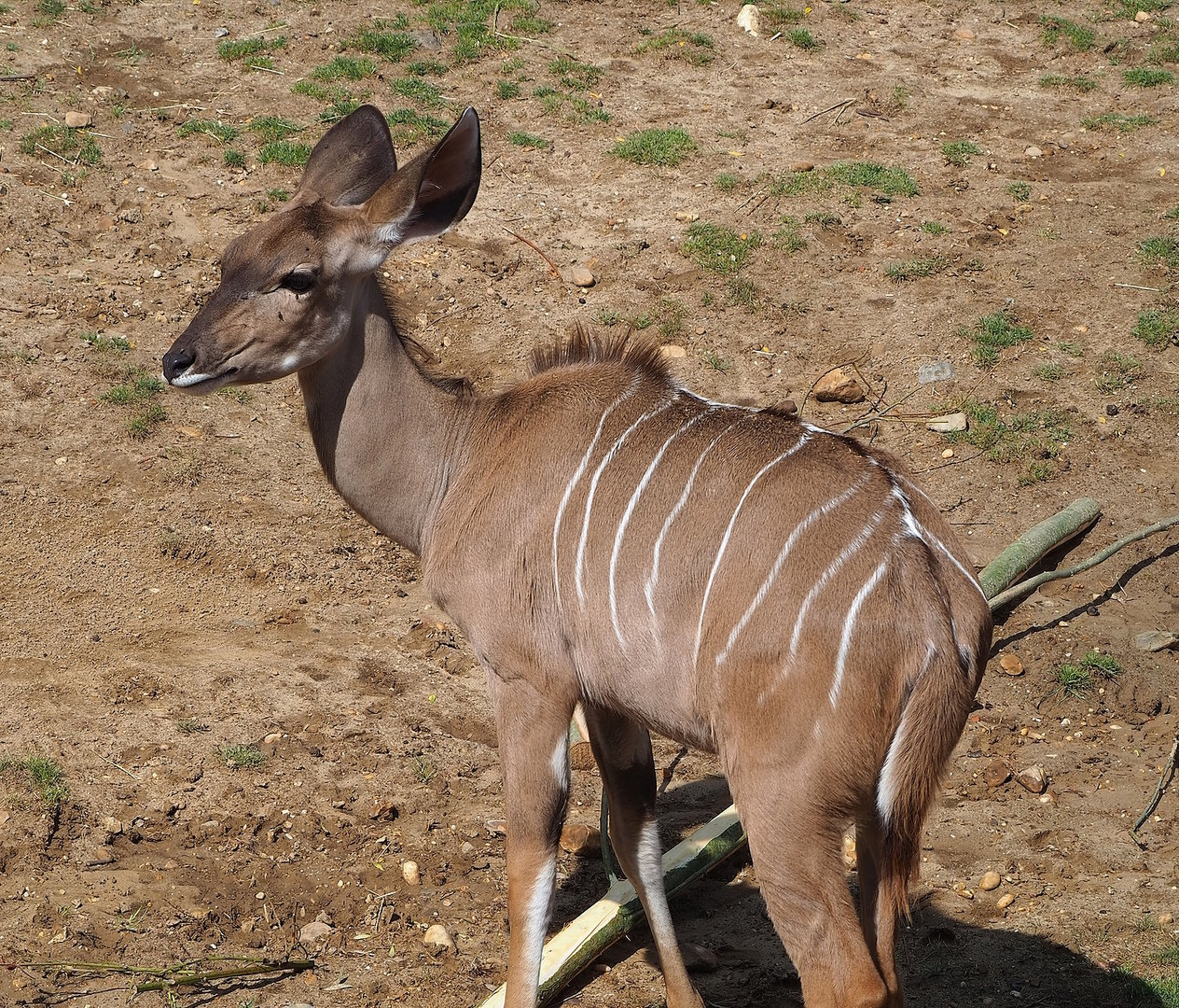 Greater kudu (Tragelaphus strepsiceros), 2022-08-20