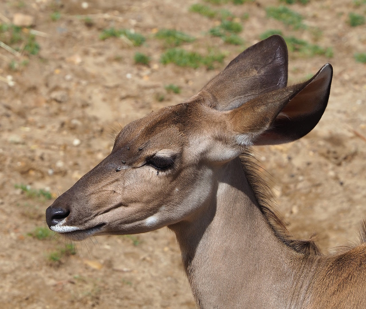 Greater kudu (Tragelaphus strepsiceros), 2022-08-20