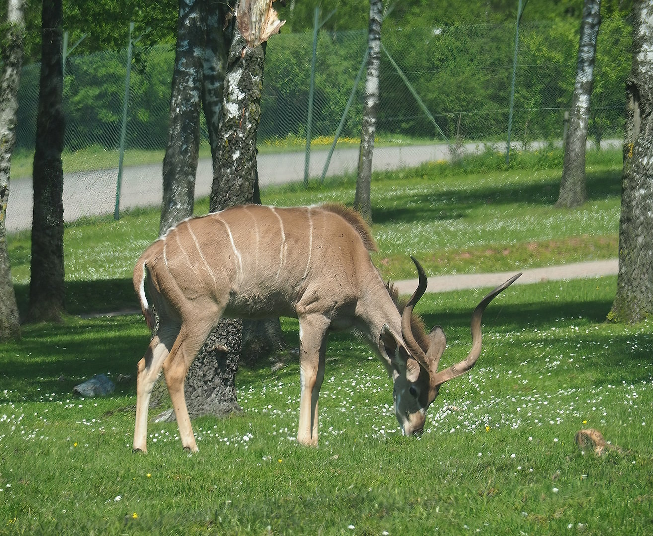 Greater kudu (Tragelaphus strepsiceros), 2023-05-19