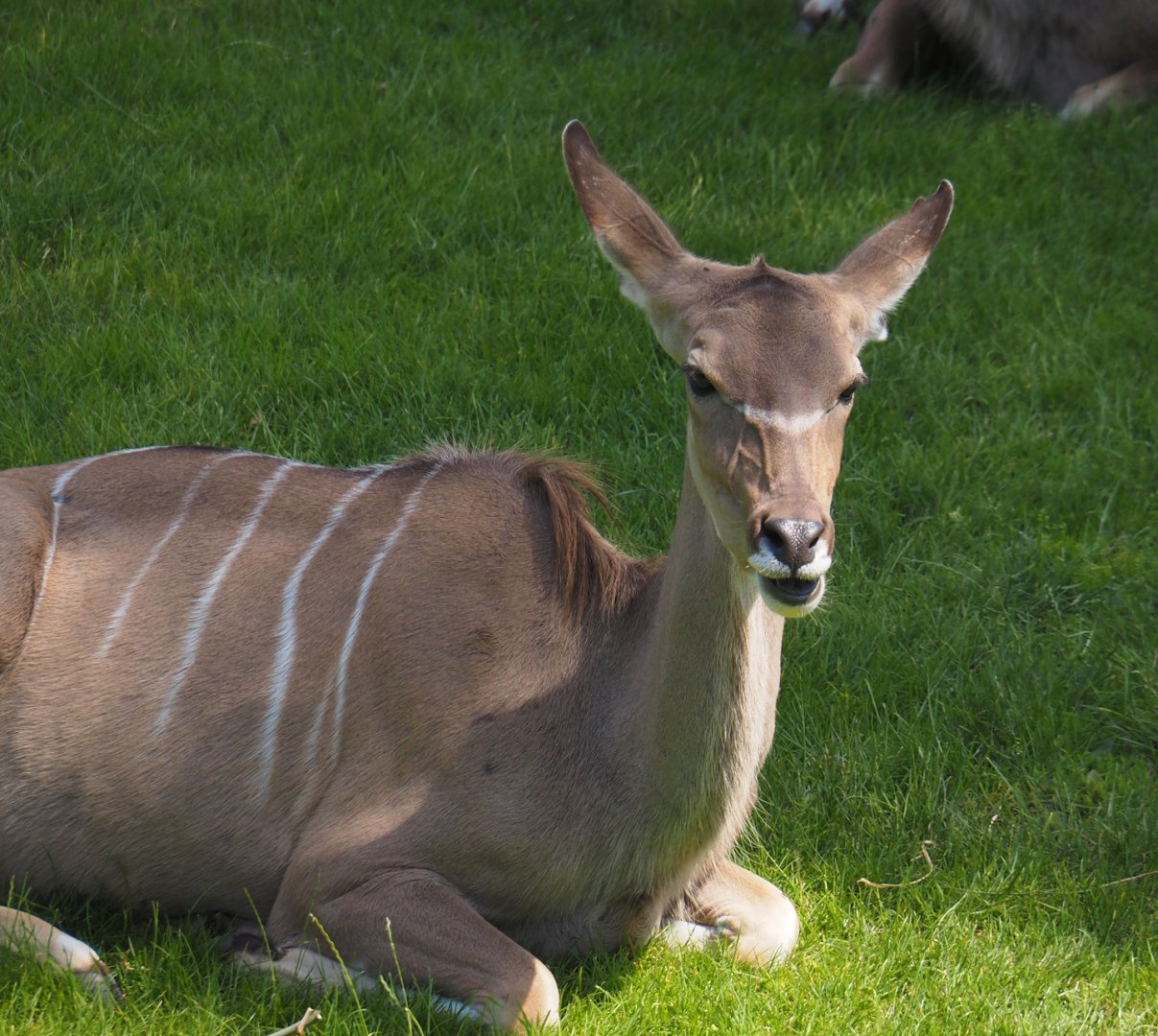 Greater kudu (Tragelaphus strepsiceros), 2024-06-30