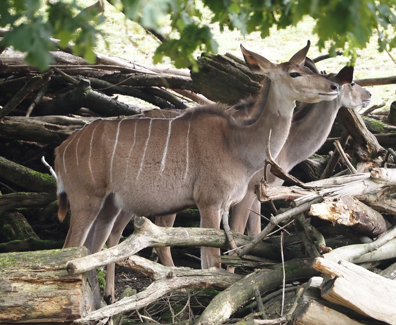 Greater kudu (Tragelaphus strepsiceros), 2024-08-05