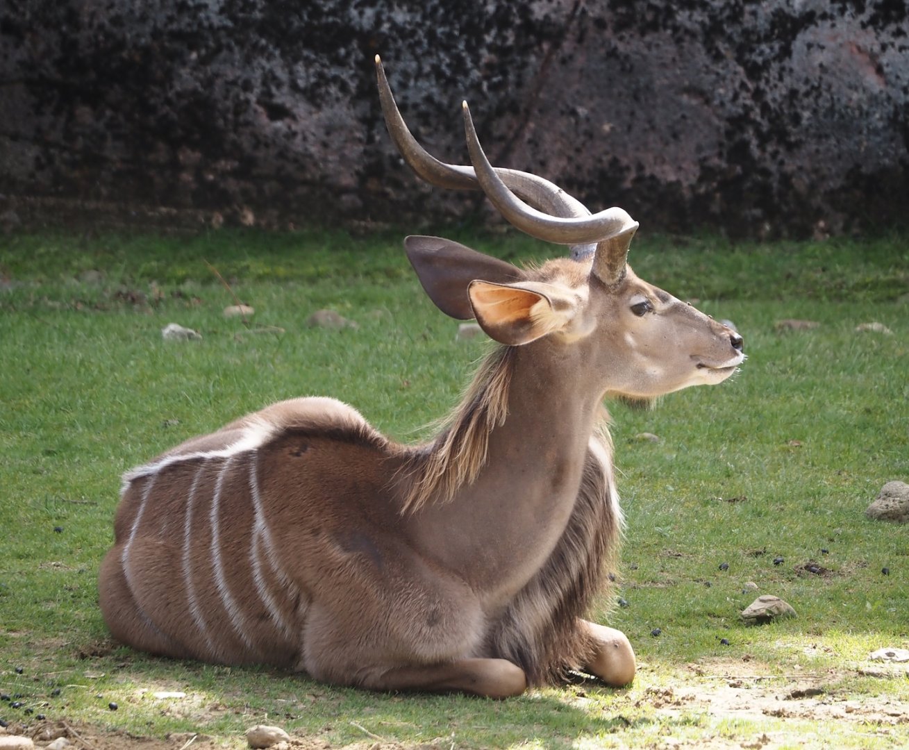 Greater kudu (Tragelaphus strepsiceros), 2024-08-21
