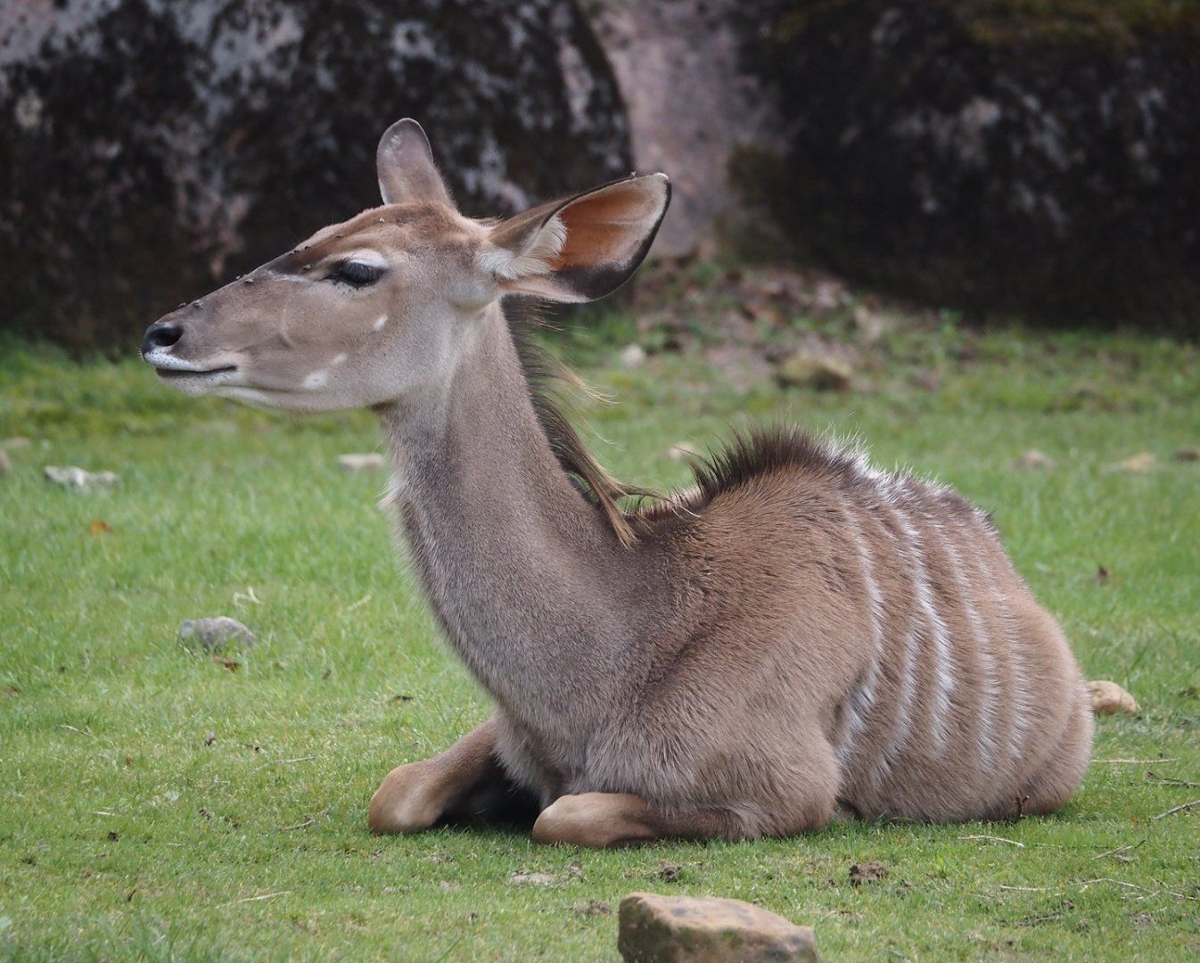 Greater kudu (Tragelaphus strepsiceros), 2024-08-21