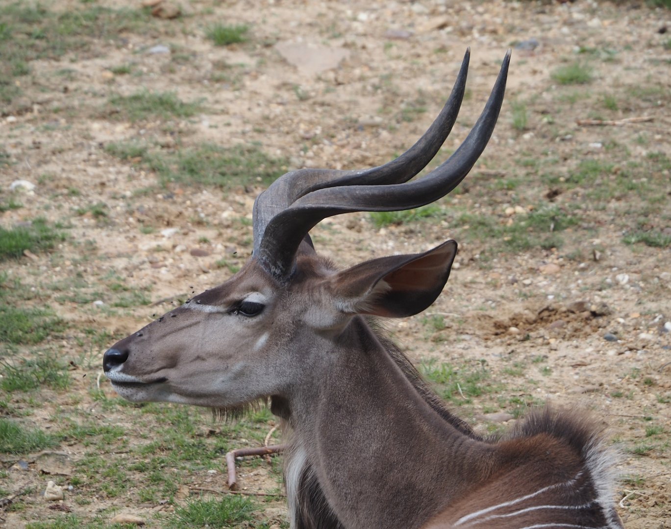 Greater kudu (Tragelaphus strepsiceros), 2024-08-21