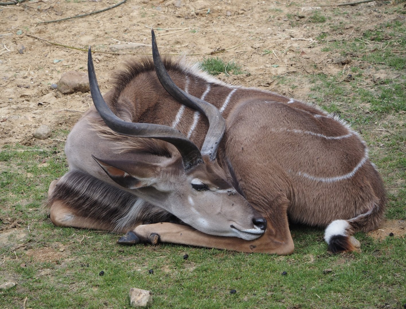 Greater kudu (Tragelaphus strepsiceros), 2024-08-21
