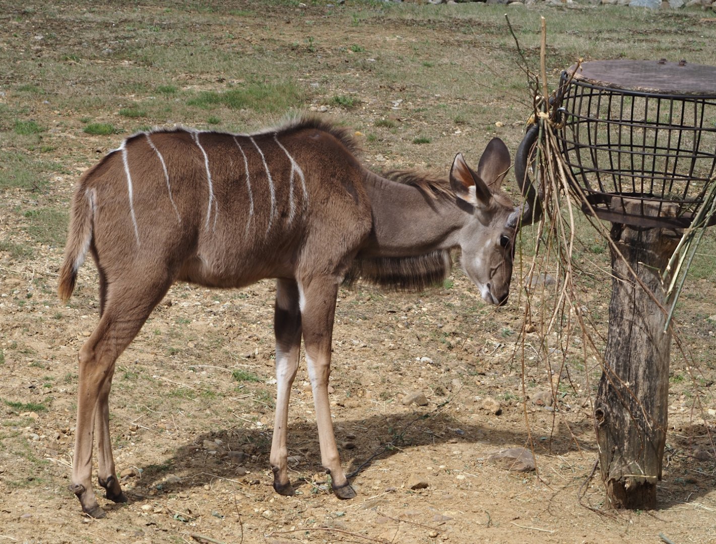 Greater kudu (Tragelaphus strepsiceros), 2024-08-21