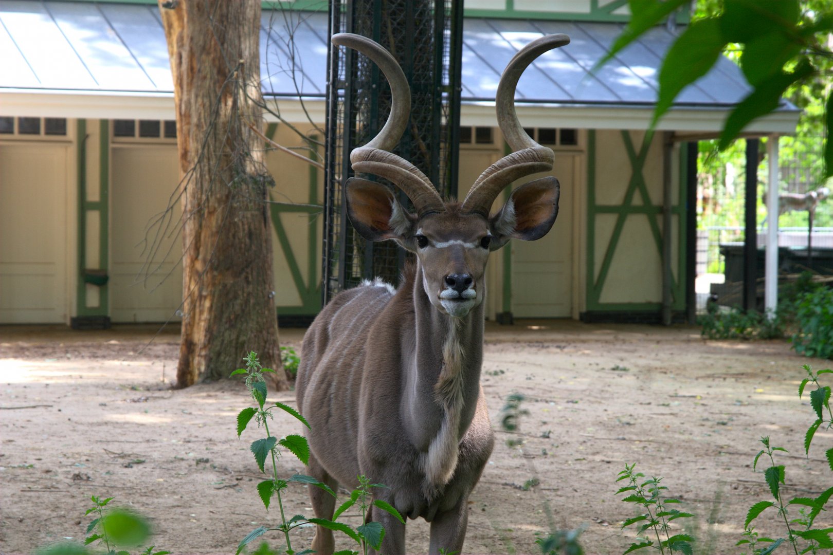 Greater Kudu (Tragelaphus strepsiceros), 27-05-25