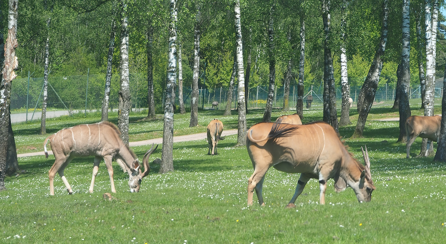 Greater kudu (Tragelaphus strepsiceros) and Common eland (Tragelaphus oryx), 2023-05-19