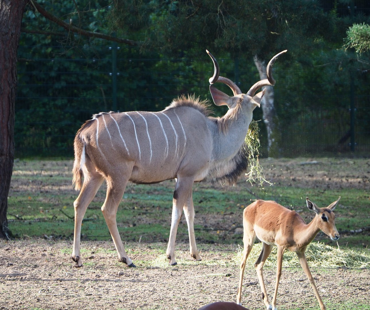 Greater kudu (Tragelaphus strepsiceros) and Common impala (Aepyceros melampus melampus),  2019-09-15