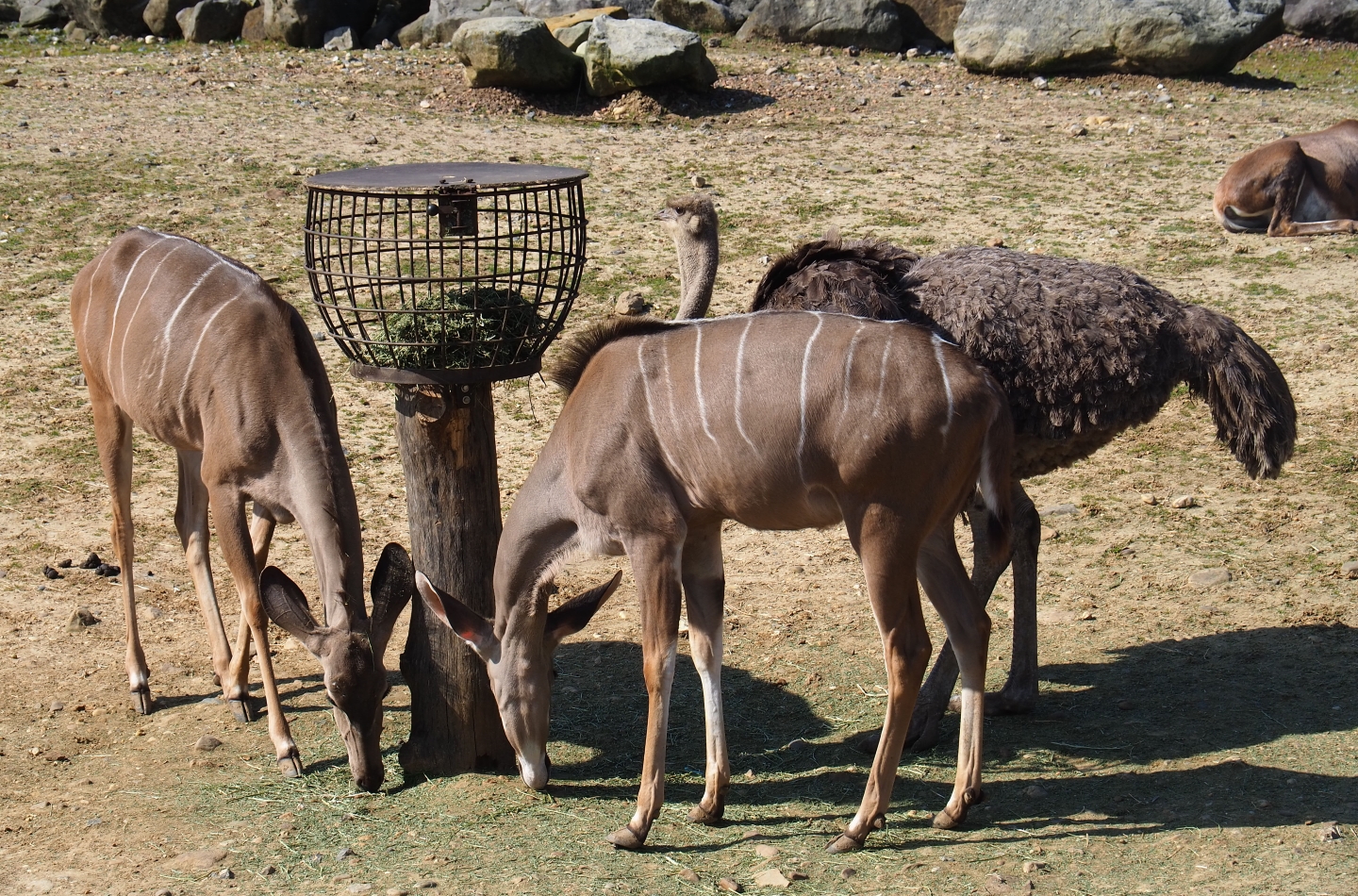 Greater kudu (Tragelaphus strepsiceros) and South African ostrich (Struthio camelus australis), 2019-03-30