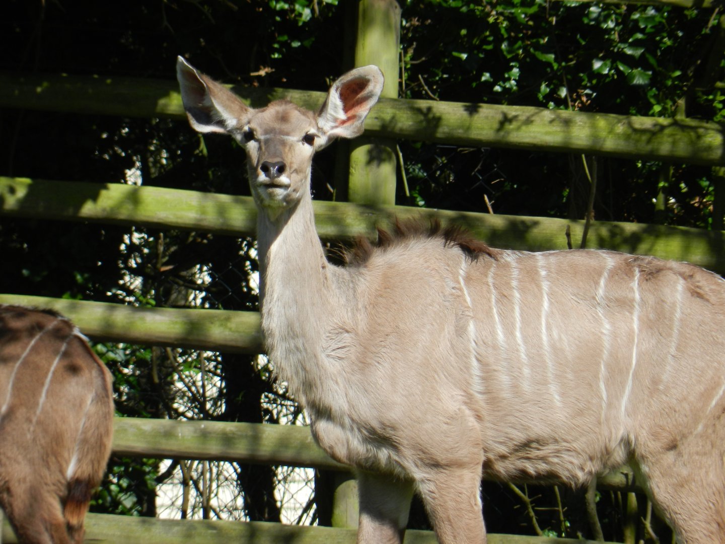 Greater Kudu (Tragelaphus strepsiceros) at Howletts Wild Animal Park, England
