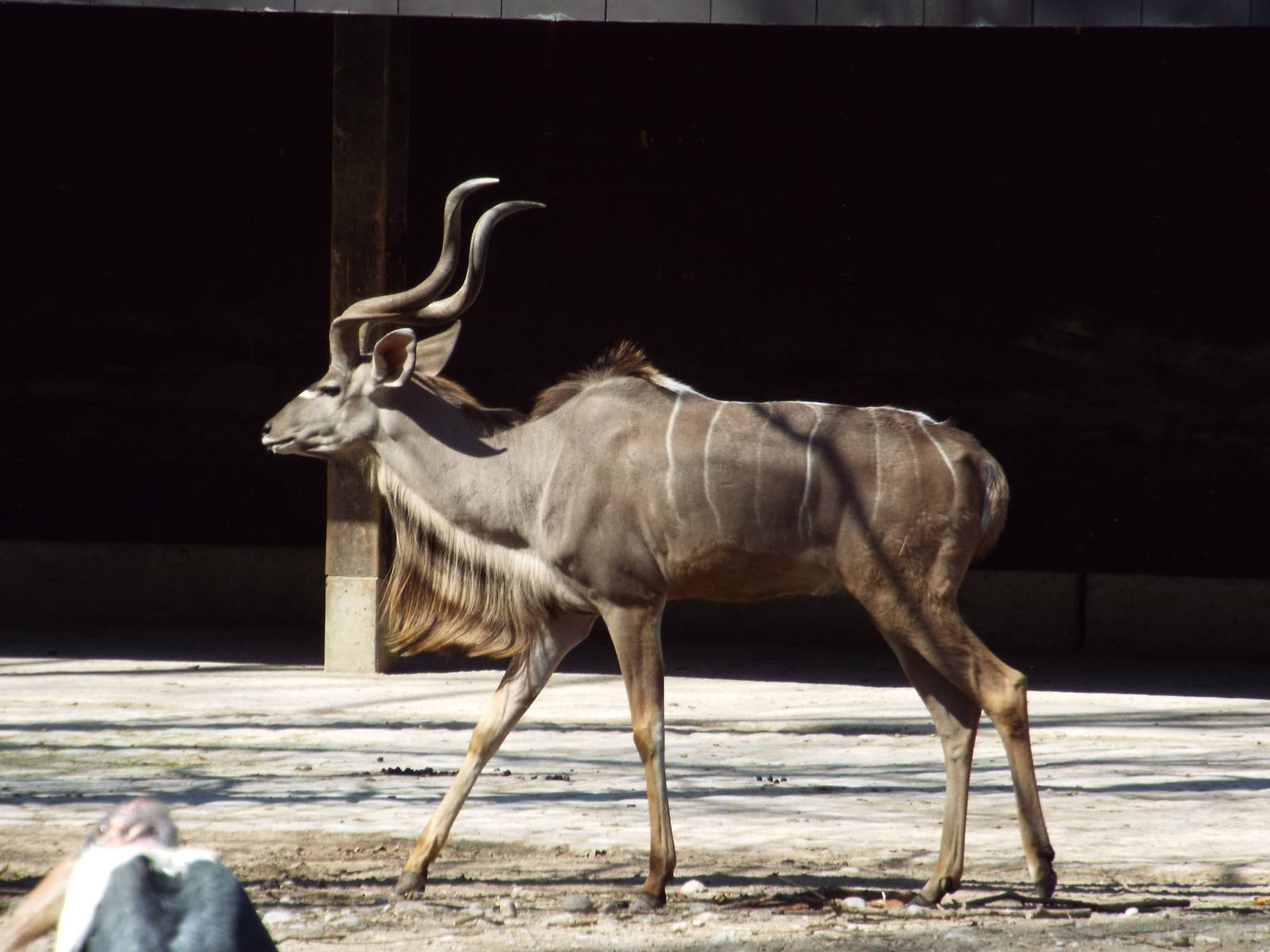 Greater Kudu (Tragelaphus strepsiceros) at Tierpark Hellabrunn - April 9th