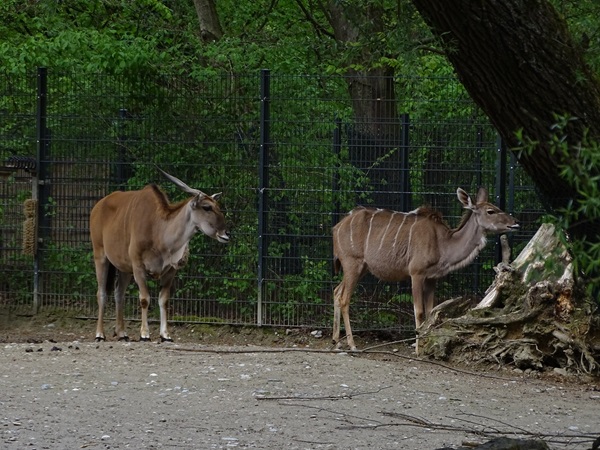 Greater kudu (Tragelaphus strepsiceros) & Common eland (Taurotragus oryx)